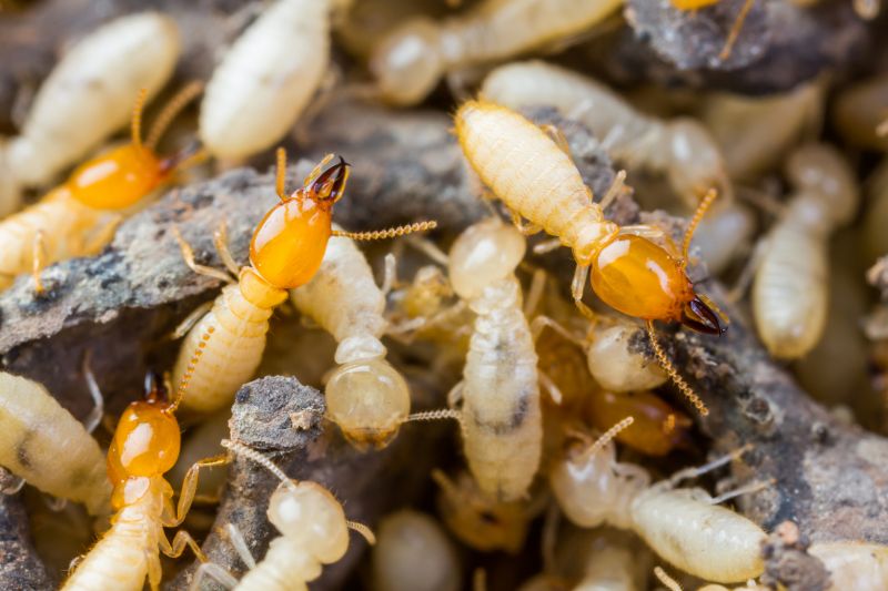 Termite Tenting in Columbus, OH