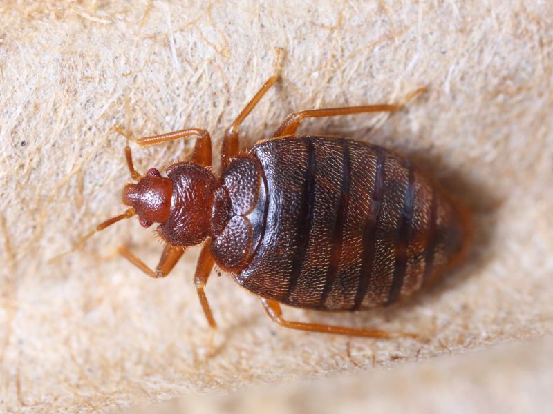 Why Professional Bed Bug Pest Control Is More Effective Than Diy Treatments